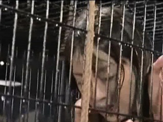 Caged And Sprayed Asian Teen